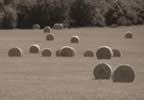 Hay Sepia.jpg (48kb)